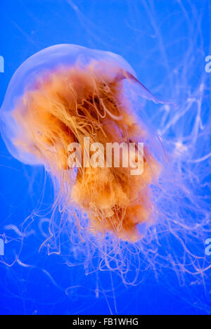 Méduse à crinière de lion (Cyanea capillata) avec tentacules toxiques Banque D'Images