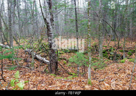 Un trou de cave abandonnés le long de la vieille route du nord et du Sud (aujourd'hui Long Pond Road) Benton, New Hampshire. Banque D'Images