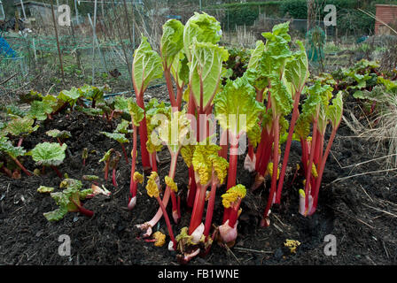 La rhubarbe sur un allotissement montrant différence entre champagne forcé (rhubarbe rose lumineux/ grand) et "naturellement" cultivé (stubby) Banque D'Images