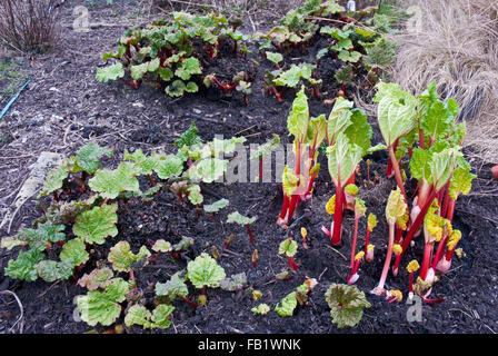 Allotissement sur rhubarbe montrant différence entre la rhubarbe forcée (rose lumineux/ grand) et "naturellement" la rhubarbe cultivée (stubby) Banque D'Images