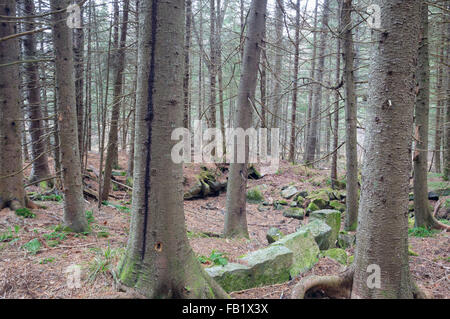 Vestiges d'une ancienne cave trou dans la forêt le long d'une route abandonnée de Benton, New Hampshire. Banque D'Images