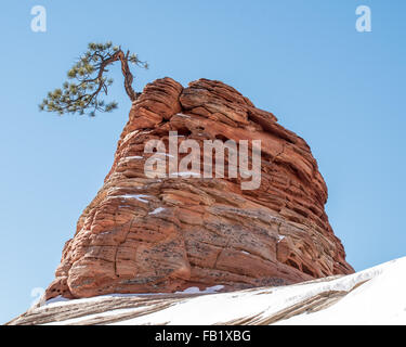 Le pin tordu Un arbre grandit à partir d'un rocher dans le parc national de Zion. Banque D'Images