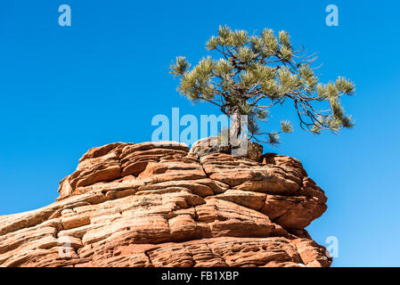 Le pin tordu Un arbre grandit à partir d'un rocher dans le parc national de Zion. Banque D'Images