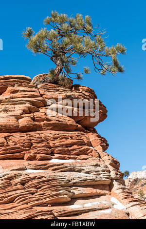 Le pin tordu Un arbre grandit à partir d'un rocher dans le parc national de Zion. Banque D'Images