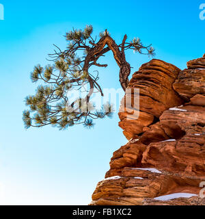 Le pin tordu Un arbre grandit à partir d'un rocher dans le parc national de Zion. Banque D'Images