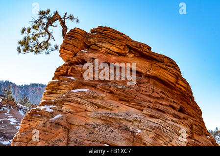 Le pin tordu Un arbre grandit à partir d'un rocher dans le parc national de Zion. Banque D'Images