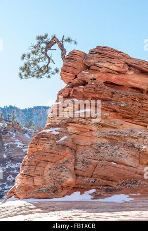 Le pin tordu Un arbre grandit à partir d'un rocher dans le parc national de Zion. Banque D'Images