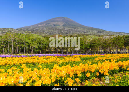 L'Île Hachijojima, le Japon au cours de la saison de floraison de fleurs de Freesia. Banque D'Images