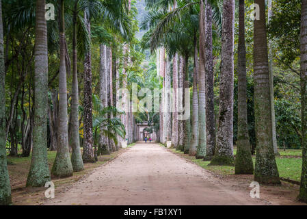 Avenue des palmiers, jardin botanique, Rio de Janeiro, Brésil Banque D'Images