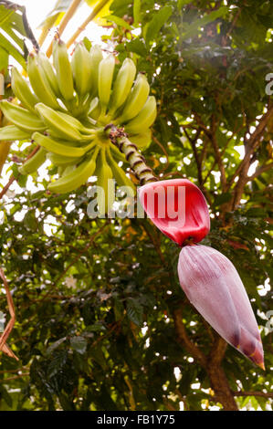 Bande de banane jaune avec fleur rouge accroché sur arbre dans un jardin Banque D'Images