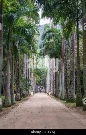 Avenue des palmiers, jardin botanique, Rio de Janeiro, Brésil Banque D'Images