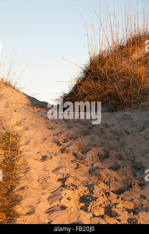 Dunes de sable sur les Outer Banks de Caroline du Nord. Banque D'Images