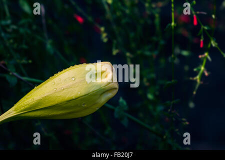 Coupe d'or Solandra maxima Hawaiian lily fermé jusqu'bud tropical jaune fleur de vigne Banque D'Images
