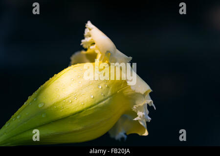 Coupe d'or Solandra maxima Hawaiian ouvert lily bud tropical jaune fleur de vigne libre Banque D'Images