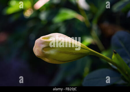 Coupe d'or Solandra maxima Hawaiian lily fermé jusqu'bud tropical jaune fleur de vigne Banque D'Images