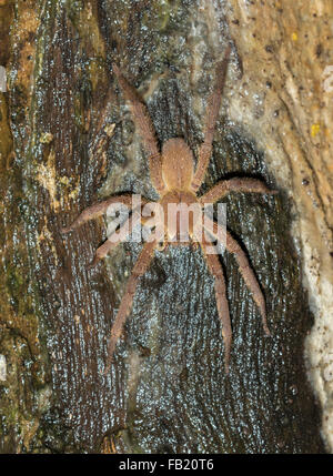 Araignée brésilienne errante (Phoneutria fera) sur un arbre dans la forêt tropicale la nuit, Réserve nationale de Pacaya Samiria, fleuve Yanayacu, Pérou Banque D'Images