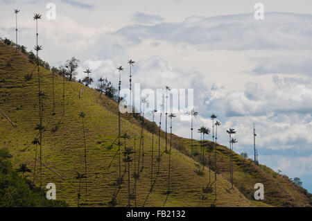 De grands palmiers sur la pente d'une colline verte sous ciel nuageux dans la vallée de Cocora Banque D'Images