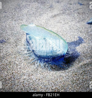 Par le vent marin sur beach Banque D'Images