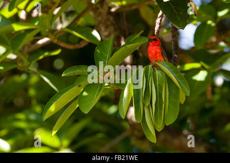 Madagascar (foudia madagascariensis red fody), Denis Island, Seychelles. Banque D'Images