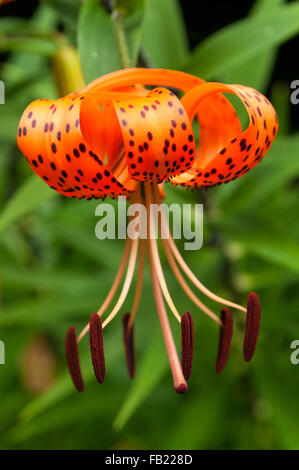 Lilium superbum, Turk's Cap Lily Banque D'Images