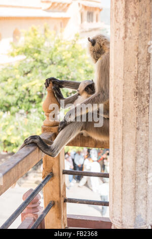 Singe assis sur balcon Banque D'Images