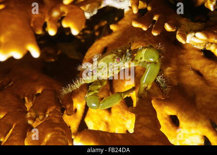 Un crabe vert, Mithraculus sculptus accroche, sous l'eau en feu corail, mer des Caraïbes, l'Amérique centrale, le Panama Banque D'Images
