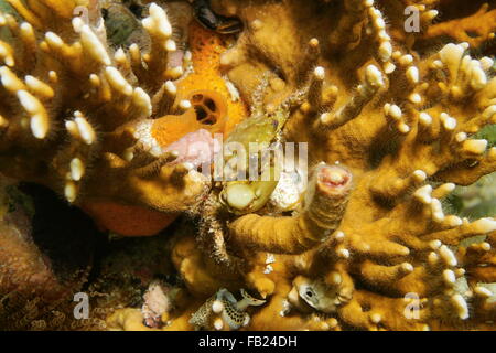 La vie sous-marin, un crabe vert, Mithraculus sculptus accrochant, en feu corail, mer des Caraïbes Banque D'Images