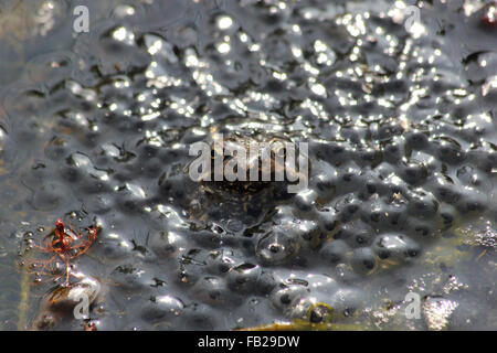 Les femelles de la grenouille (Rana temporaria) au milieu de l'élaboration frogspawn Banque D'Images