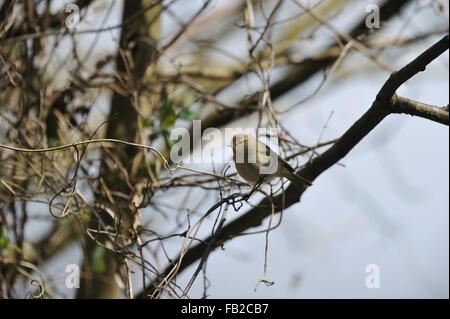 Eurasienne - « récent - Nord (Phylloscopus collybita) perché sur une branche au printemps Banque D'Images