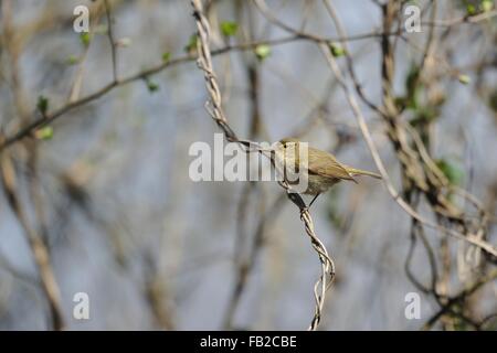 Eurasienne - « récent - Nord (Phylloscopus collybita) perché sur une branche au printemps Banque D'Images