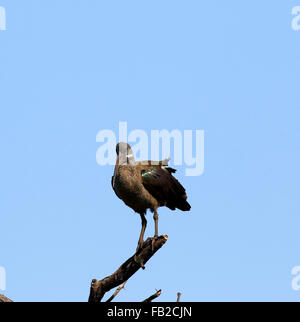 Ibis Hadeda dangereusement perché sur le bord d'une branche cassée sur le delta de l'Okavango au Botswana Banque D'Images