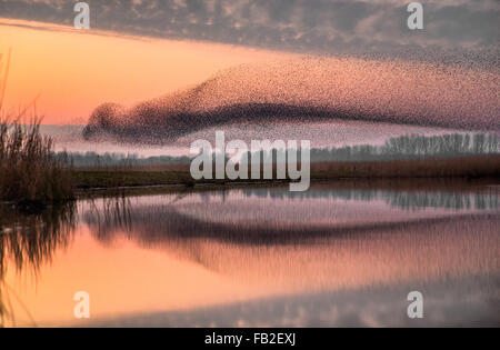 Pays-bas, Kollumerpomp, parc national Lauwersmeer. Troupeau d'étourneaux se rassemblent pour passer la nuit dans les lits de roseaux, dusk Banque D'Images