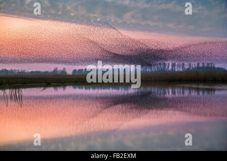 Pays-bas, Kollumerpomp, parc national Lauwersmeer. Troupeau d'étourneaux se rassemblent pour passer la nuit dans les lits de roseaux, dusk Banque D'Images