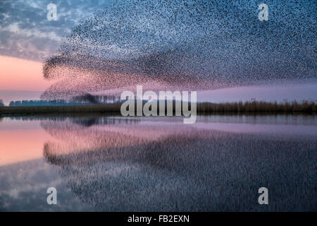 Pays-bas, Kollumerpomp, parc national Lauwersmeer. Troupeau d'étourneaux se rassemblent pour passer la nuit dans les lits de roseaux, dusk Banque D'Images