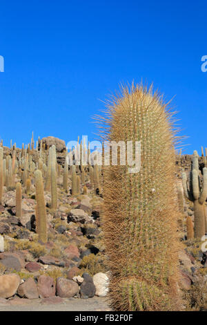 Isla Incahuasi Cactus ou l'île au milieu du Salar de Uyuni, le plus grand de sel Banque D'Images