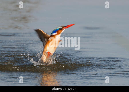 Martin-pêcheur huppé de quitter l'eau après la plongée pour les poissons. Banque D'Images