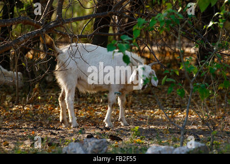Un troupeau de chèvres sur les rives de pâturage vu du delta de l'Okavango Banque D'Images