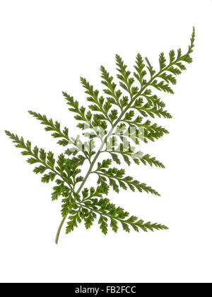 Fern isolés. Aka spleenwort. Banque D'Images