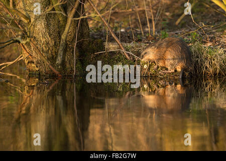 Le rat musqué / Bisamratte ( Ondatra zibethicus ) a introduit des espèces, indigènes d'Amérique du Nord, assis le long des berges, de la faune, de l'Europe, de l'Allemagne. Banque D'Images