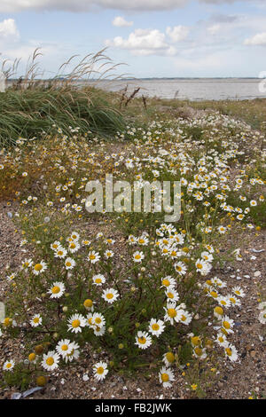 Camomille, la mer Strand-Kamille Strandkamille Küsten-Kamille,,, Kamille, Tripleurospermum maritimum, Matricaria maritima Banque D'Images