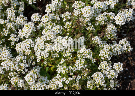 Alison Sweet, Sweet Alyssum, Strand-Silberkraut Strandsilberkraut Silberkraut,,, Strandkresse Strand-Kresse, Lobularia maritima, Banque D'Images