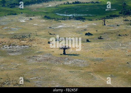 Vue aérienne bien au-dessus de la savane africaine en hauteur à partir d'un avion à prendre dans le troupeau de buffle, Watering Hole & Baobab Banque D'Images