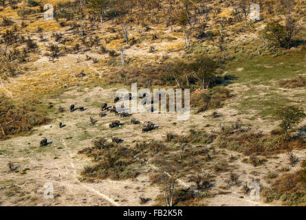 Vue aérienne bien au-dessus de la savane africaine en hauteur à partir d'un avion à prendre dans le troupeau de buffle, Watering Hole & Baobab Banque D'Images