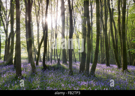 La lumière du soleil qui brille entre les arbres et l'allumage sur le plancher de bois jacinthes. Banque D'Images