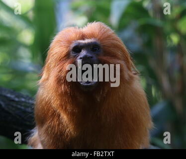 Brésilien à brailler ouistiti doré (Leontopithecus rosalia) alias lion doré tamarin, la bouche ouverte et dents montrant Banque D'Images