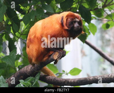 Or brésilien ouistiti (Leontopithecus rosalia) alias Golden Lion Tamarin Banque D'Images