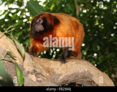 Or brésilien ouistiti (Leontopithecus rosalia) alias lion doré tamarin marcher sur une branche, vers la caméra Banque D'Images