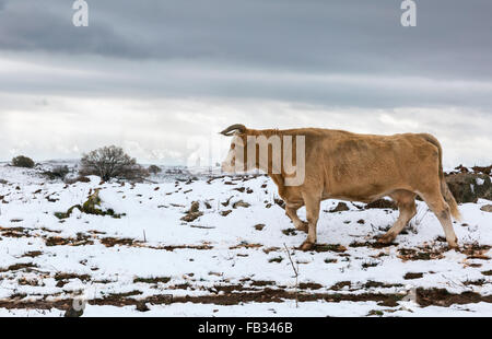 Portrait d'une vache sur le fond de la neige en Israël Banque D'Images