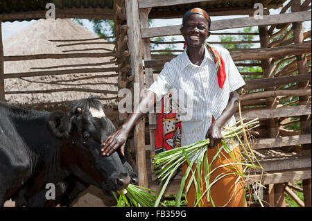 Heureux à la dame du Kenya nourrit sa vache laitière avec elephant grass. Au Kenya. Banque D'Images