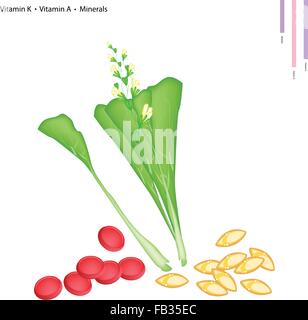 Concept de soins, Illustration de chou fleurs chinois avec la vitamine K, la vitamine A et de minéraux comprimé, nutriment essentiel Illustration de Vecteur